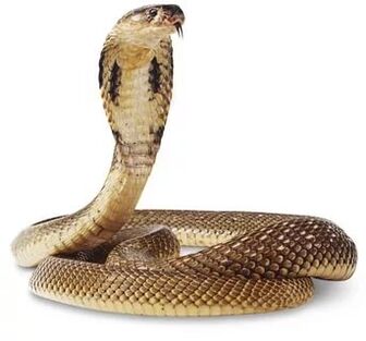 King Cobra Zesummesetzung